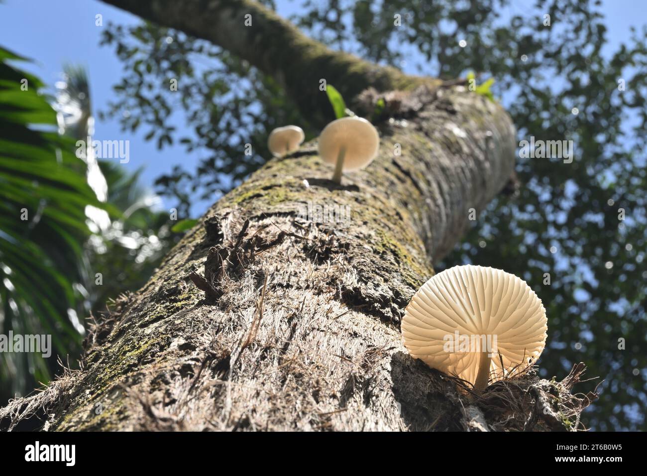 Unteransicht eines weißen Kappenpilzes (Gattung Oudemansiella), der auf der Oberfläche eines toten Kokosbaumstammes wächst Stockfoto