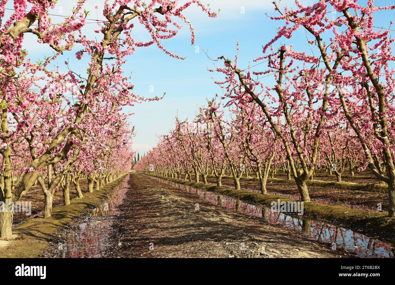 Pfirsichplantage, Kalifornien Stockfoto