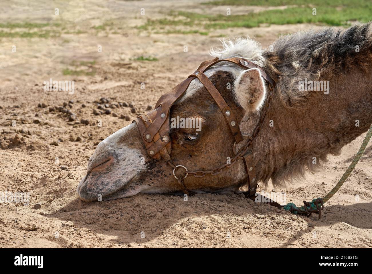 Porträt eines ruhenden Kamels (Dromedary - Camelus dromedarius), liegender Kopf mit Gurtzeug Stockfoto
