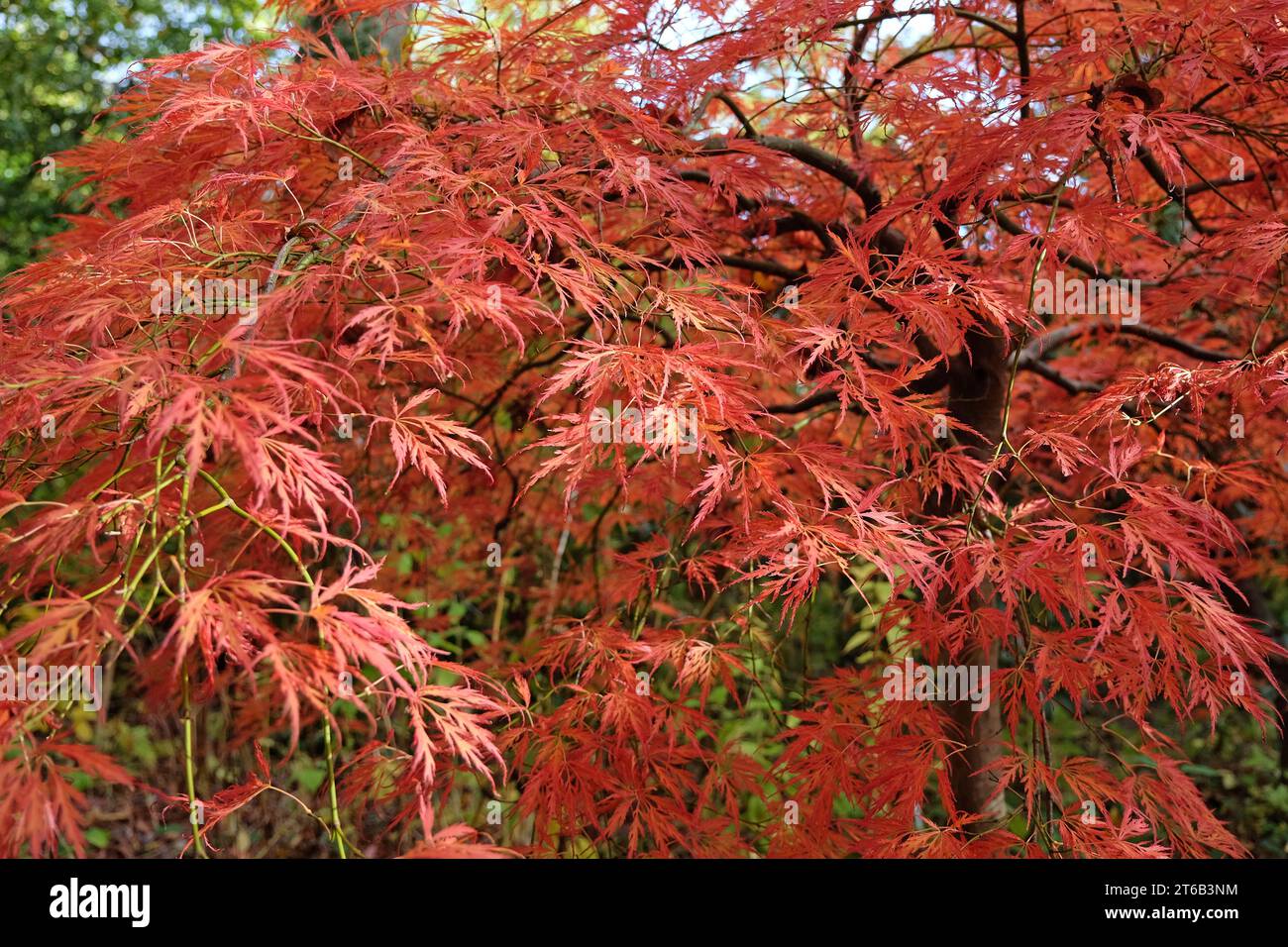 Die rot-orange zerlegten Blätter der Acer palmatum Dissectum viride Group oder Acer „viridis“ während ihrer Herbstpräsentation. Stockfoto