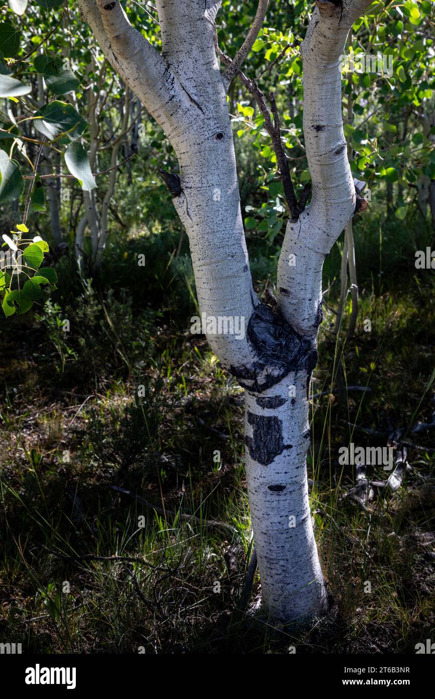 WY05670-00...WYOMING - Stamm eines Aspenbaums im Bridger National Forest. Stockfoto