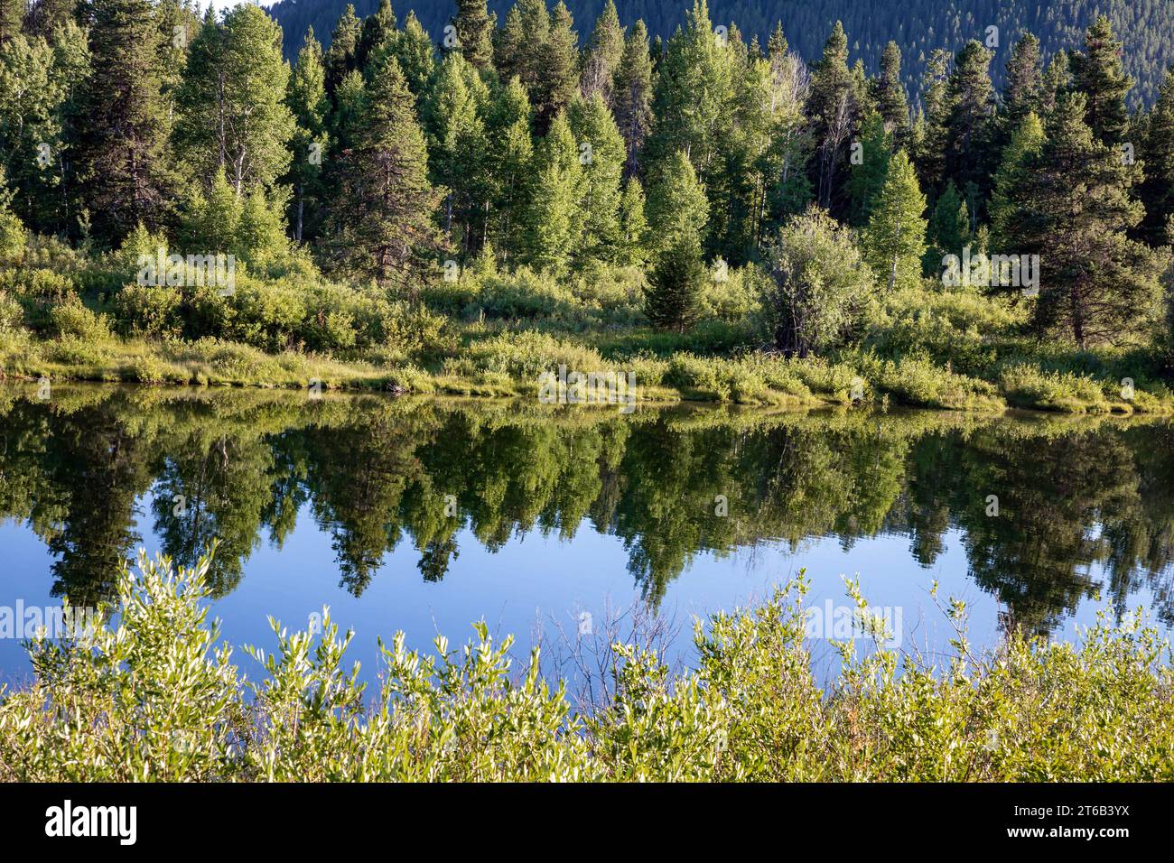 WY05673-00...WYOMING - Bäume spiegeln sich im Snake River am Oxbow im Grand Teton National Park. Stockfoto