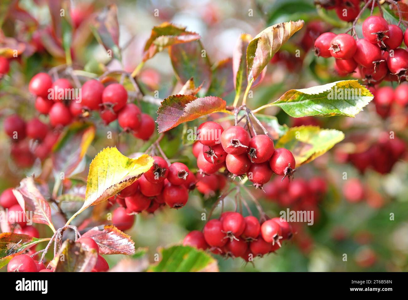 Die roten Beeren des Schwanzdorns im Herbst. Stockfoto