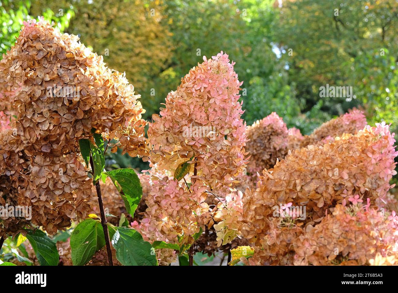 Braune und rosafarbene Blumenköpfe der Hortensie paniculata oder der Hortensie 'PhantomÕ. Stockfoto