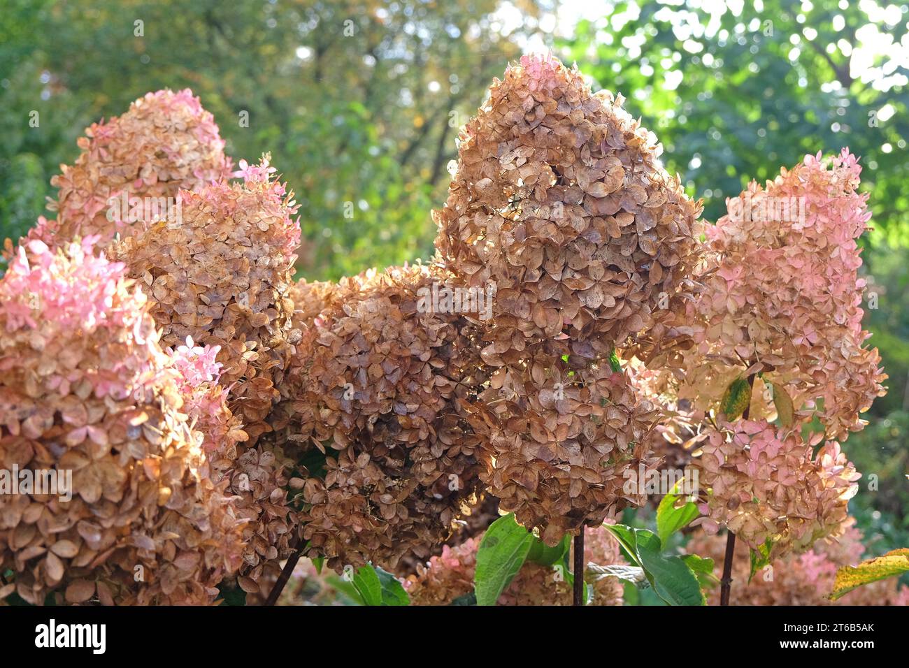 Braune und rosafarbene Blumenköpfe der Hortensie paniculata oder der Hortensie 'PhantomÕ. Stockfoto