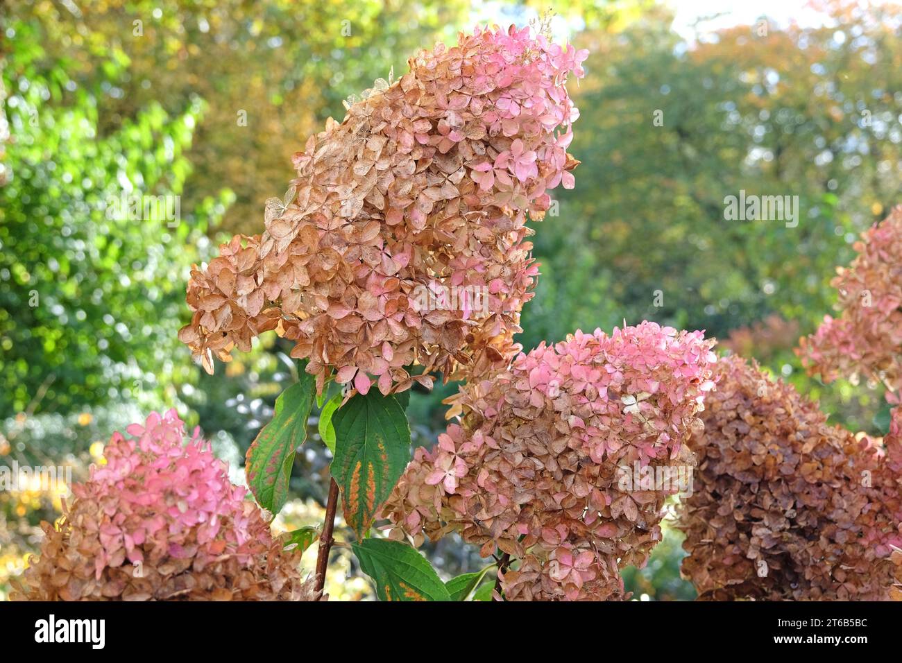 Braune und rosafarbene Blumenköpfe der Hortensie paniculata oder der Hortensie 'PhantomÕ. Stockfoto