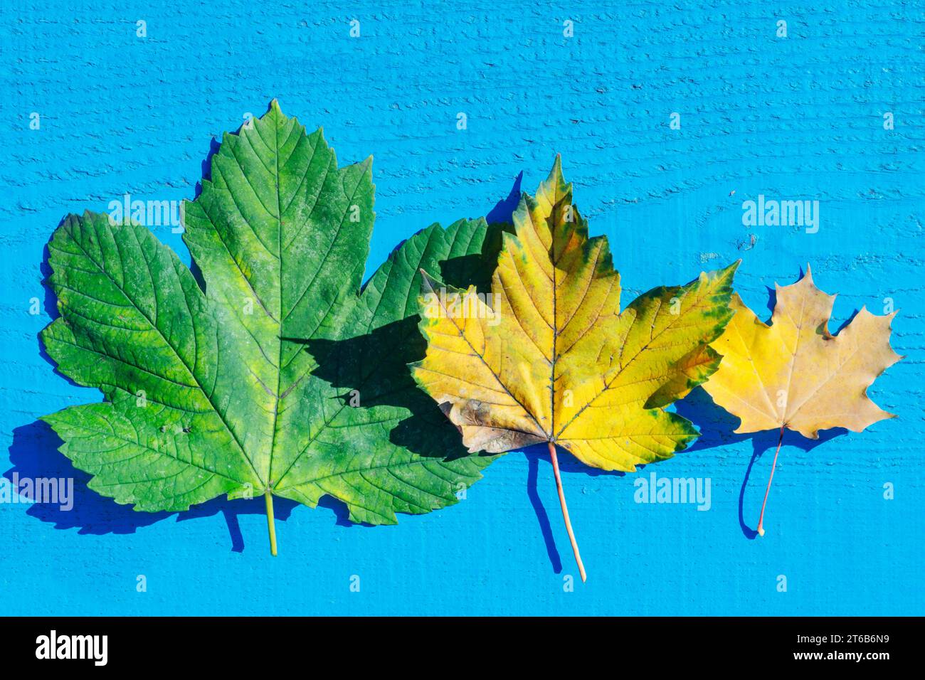Zwei Herbstblätter auf dem grauen Hintergrund. Abstrakter Hintergrund der Blätter. Das Konzept des Laubfalles, Herbst Stockfoto