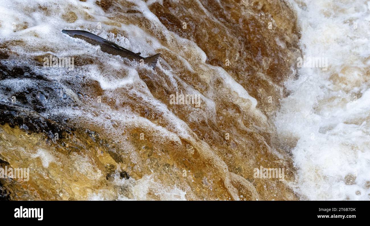 Atlantic Salmon (Salmo salar) springt auf den Stainton Foss, einem Wasserfall am Oberlauf des Ribble im Yorkshire Dales National Park, Großbritannien. Stockfoto