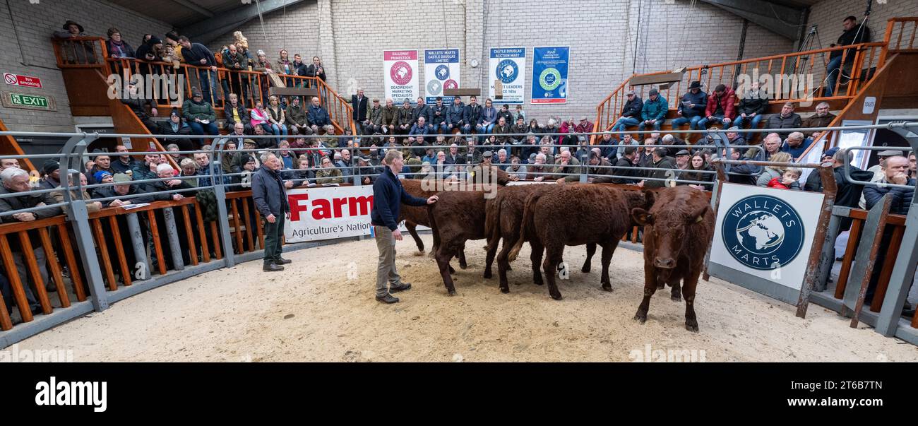 Pedigree Salers Rindvieh Verkauf in Castle Douglas, Schottland Stockfoto