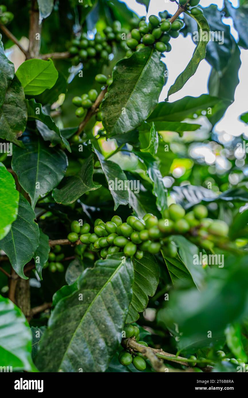 Nahaufnahme einer Creen-Kaffeebohnenplantage in Costa Rica Stockfoto