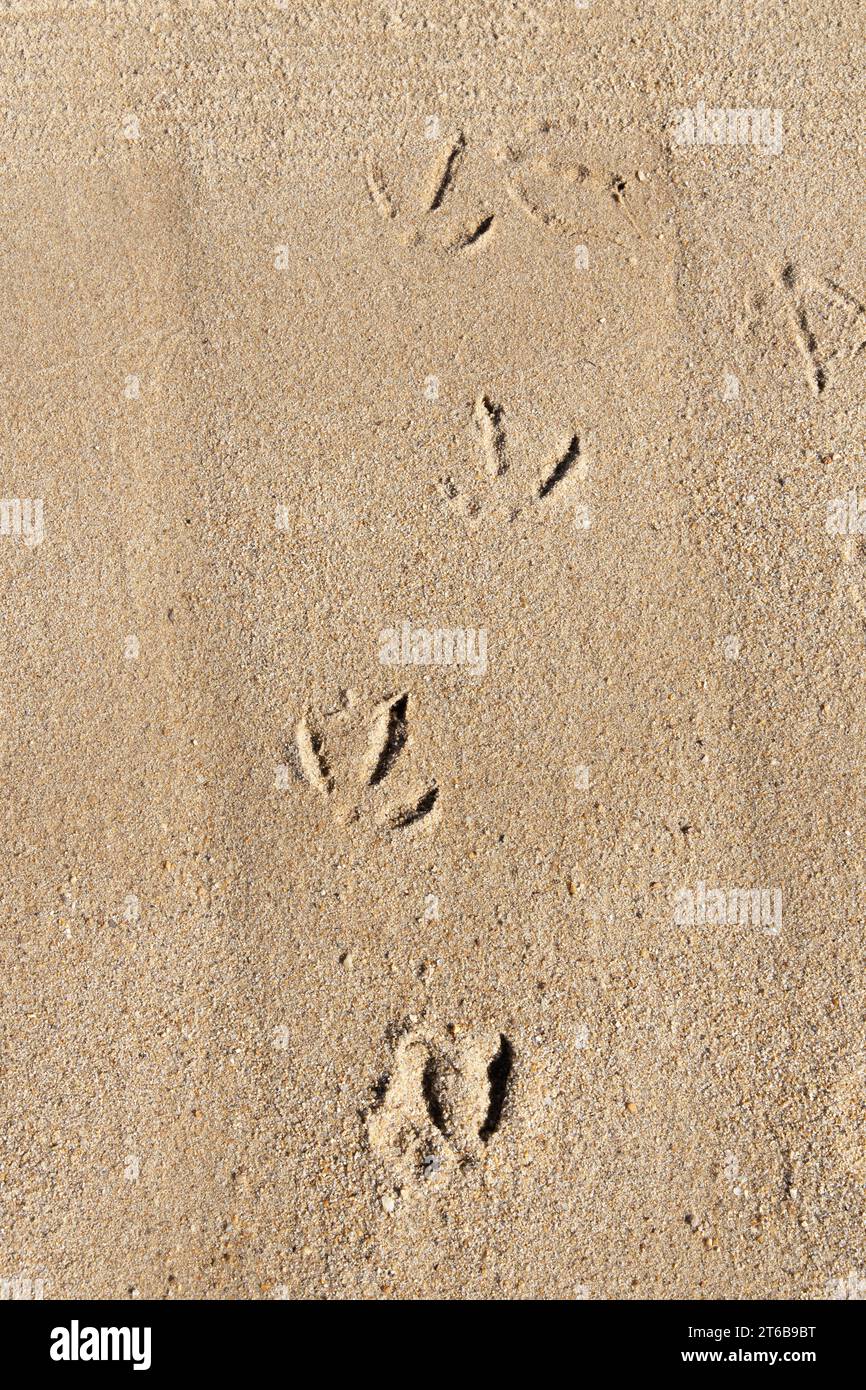 Mehrere unterschiedliche Pfotenabdrücke im Sand an einem Strand mit blauem Meer Stockfoto