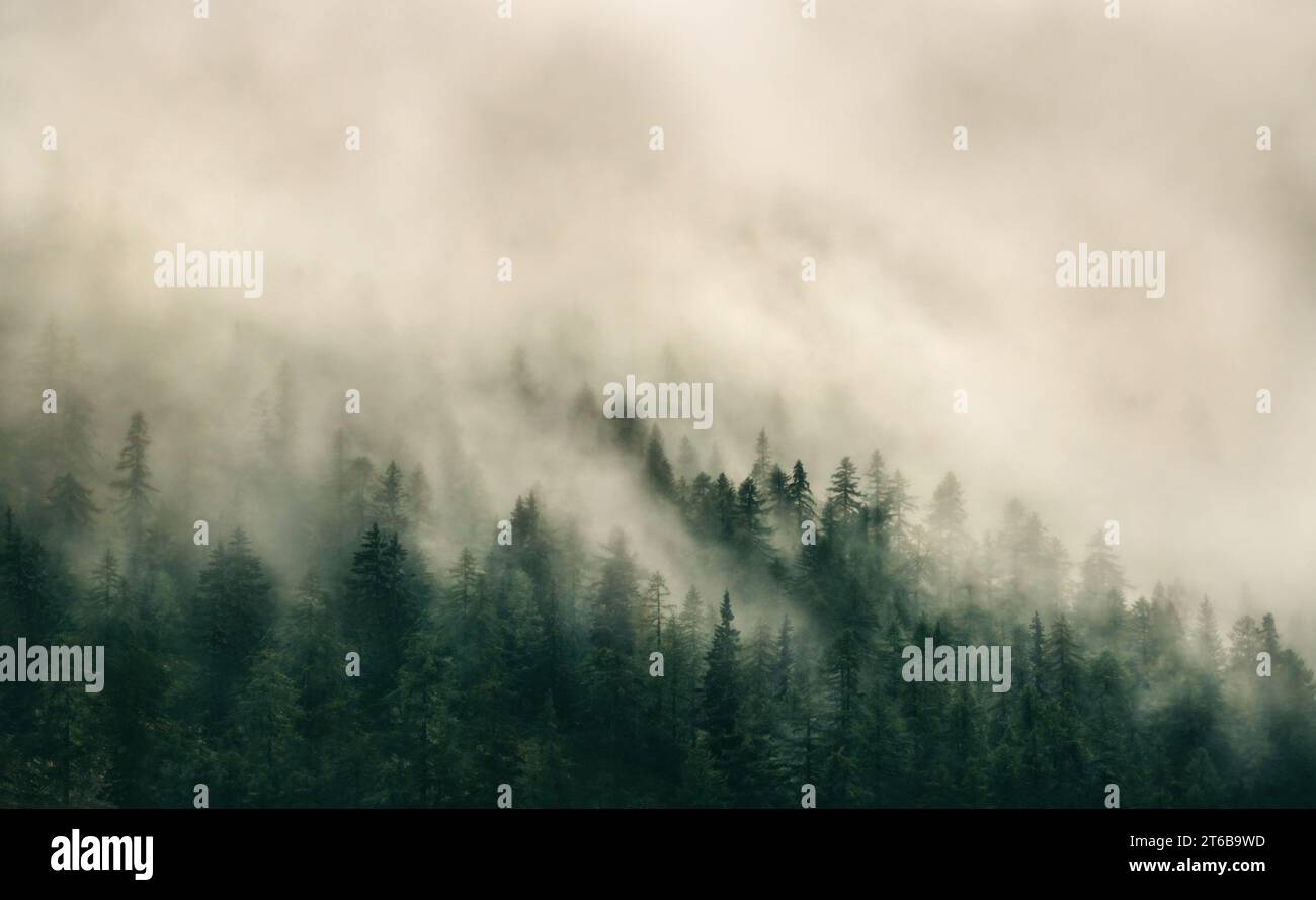 Landschaftsfotografie eines Nadelwaldes in dichtem Nebel in den französischen Alpen, stimmungsvolle Atmosphäre, Kopierraum, negativer Raum, horizontal Stockfoto