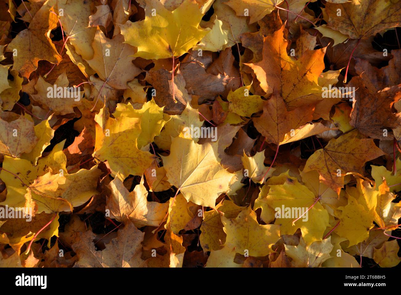 Leuchtend goldgelbe Ahornblätter breiten sich auf dem Boden aus und signalisieren den Herbst in Kanada. Stockfoto