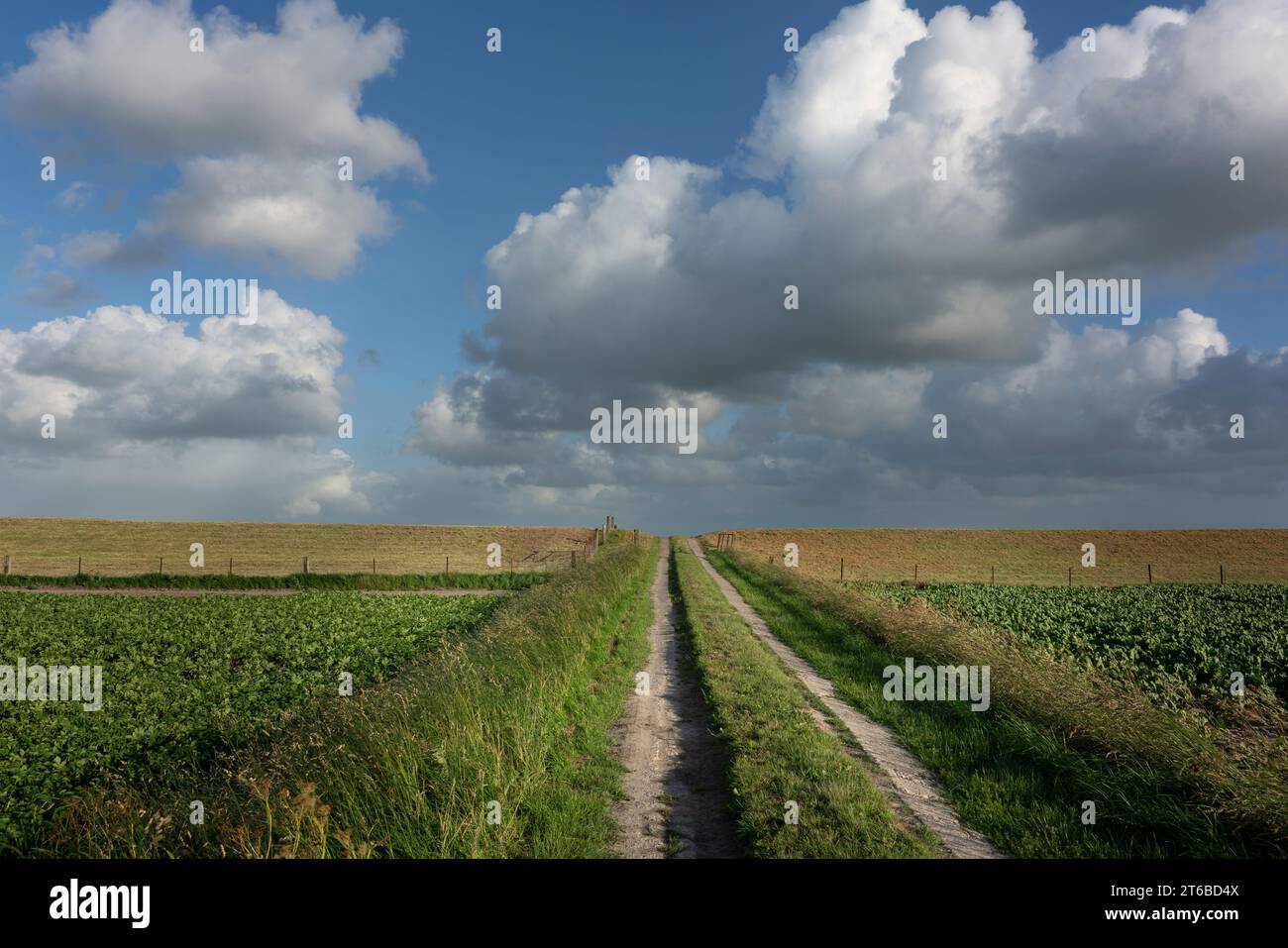 Felder hinter dem inneren Deich im Polder Groningen bei Uithuizen. Stockfoto