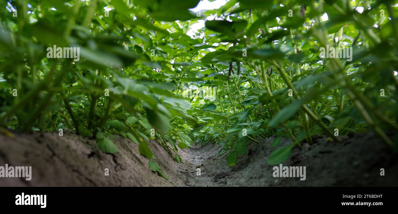 Kartoffelpflanzen auf geraden Graten, vom Boden fotografiert. Es gibt eine andere Perspektive. Stockfoto