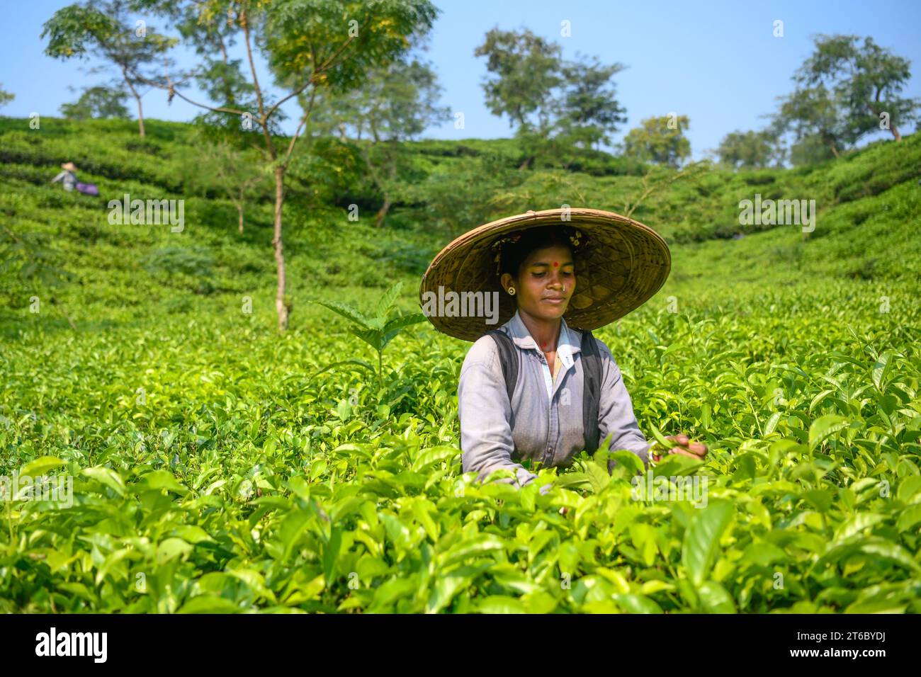 Ein Arbeiter posiert für ein Foto in einem Teegarten in Moulvibazar. Teepupfen ist eine spezielle Fähigkeit. Zwei Blätter und eine Knospe müssen gerupft werden, um den besten Geschmack zu bekommen und Gewinne zu erzielen. Die Berechnung des Tageslohns beträgt 170 Tk (1,60$) für das Pflücken von mindestens 22-23 kg Blättern pro Tag für einen Arbeiter. Die Gegend von Sylhet hat über 150 Gärten, darunter drei der größten Teegärten der Welt, beide in der Gegend. Fast 300.000 Beschäftigte sind auf den Teeständen beschäftigt, von denen über 75 % Frauen sind. Die Arbeitsbedingungen und die Löhne werden als sehr niedrig angesehen. Stockfoto