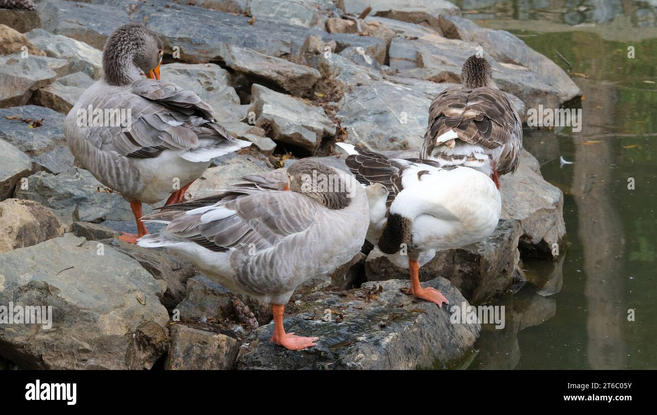 Schließen Sie einen orangefarbenen, grauen Gänsekopf in der Körperfeder. Selektiver Fokus enthalten. Offener Bereich. Stockfoto Schließen Sie einen orangefarbenen, grauen Gänsekopf in der Körperfeder. Selektiver Fokus enthalten. Offener Bereich. Stockfoto