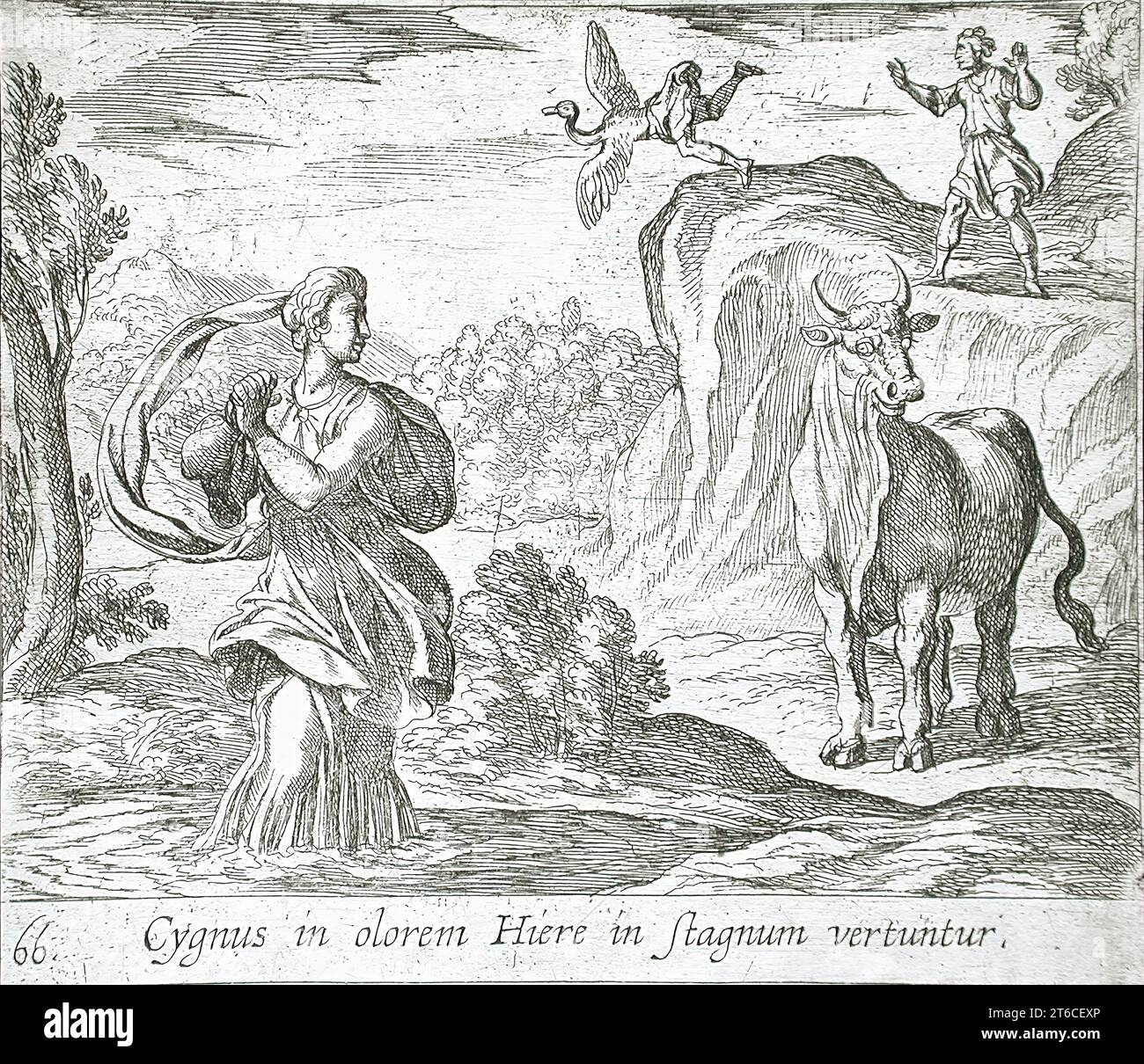 Cycnus und Hyrie, veröffentlicht 1606. Aus den Metamorphosen von Ovid, pl. 66. Stockfoto