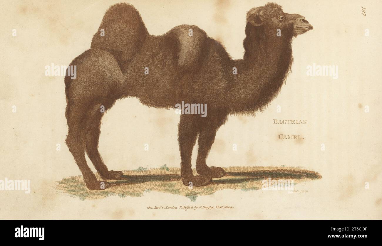 Bactrianisches Kamel oder mongolisches Kamel, Camelus bactrianus. Handfarbige Kupferplatten-Gravur von White aus George Shaws General Zoology: Mammalia, Thomas Davison, London, 1801. Stockfoto