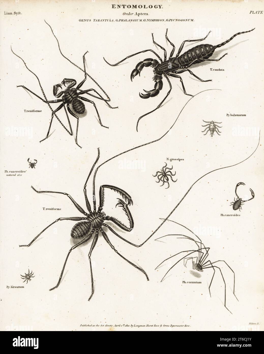 Arten von Peitschensorpion, Peitschenspinne und Erntemaschinen. Peitschenskorpion, Thelyphonus caudatus, Amblypygid- oder Peitschenspinne, Phrynus-Arten (Tarantula phalangium reniforme), Männchen und Weibchen sowie Erntemaschinen, Phalangium cancroides, Phalangium cornutum, Pycnogonum balaenarum, Phalangium grossipes, Pycnogonum hirsutum. Kupferstich von J. Roffe aus Abraham Rees' Cyclopedia oder Universal Dictionary of Arts, Sciences and Literature, Longman, Hurst, Rees and Orme, London, 1810. Stockfoto