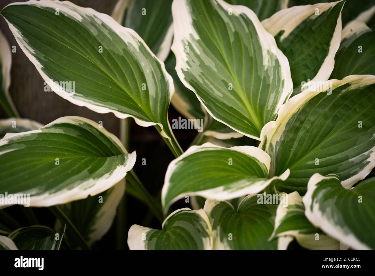 Bunte Hosta Blätter Stockfoto