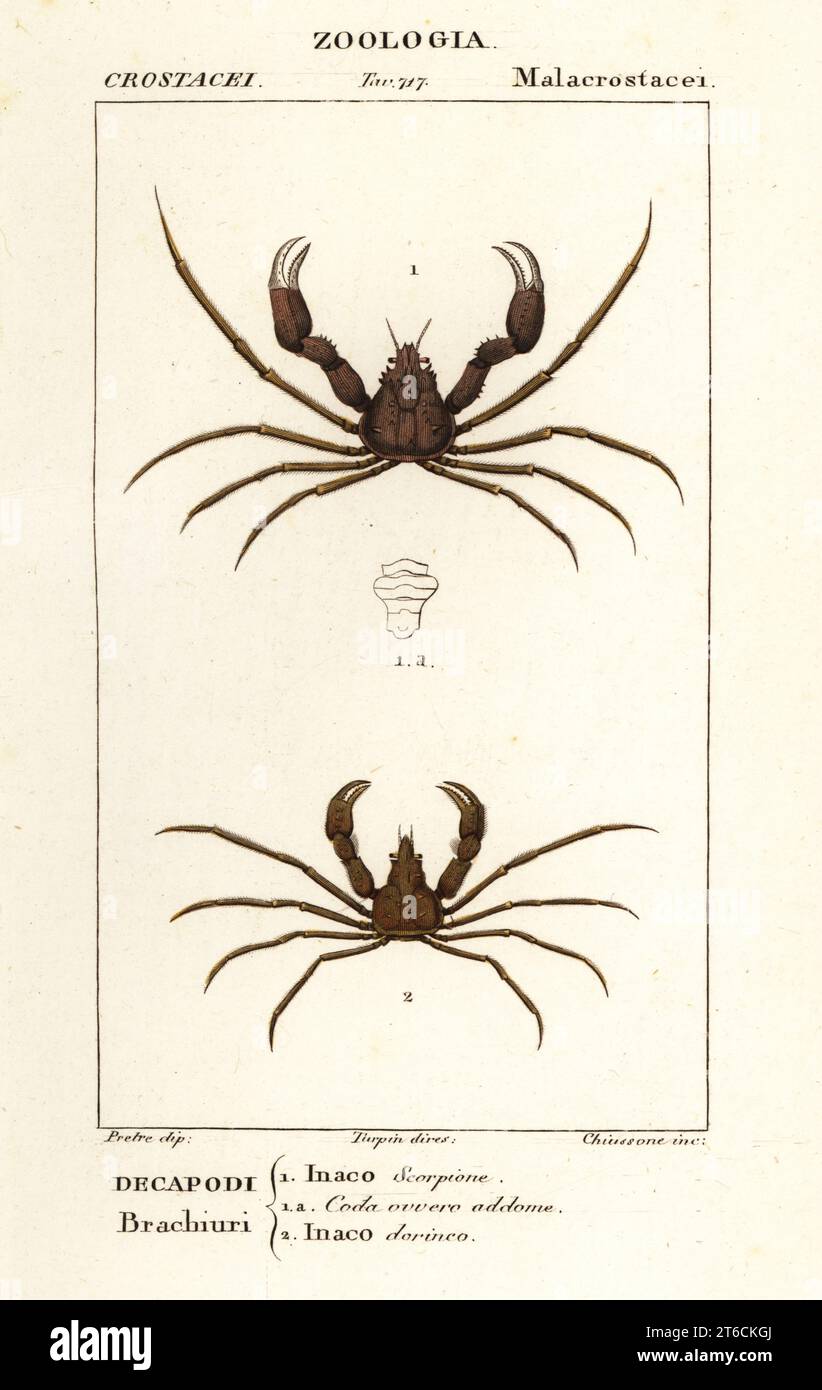 Skorpion Spider Crab, Inachus dorsettensis 1 und Leach's Spider Crab, Inachus phalangium 2. Inaco scorpion, Inaco dorinco. Handfarbige Kupferstichgravur von Antoine Laurent de Jussieus Dizionario delle Scienze NATURALI, Wörterbuch der Naturwissenschaften, Florenz, Italien, 1837. Von Chiassone gravierte Illustration, gezeichnet von Jean Gabriel Pretre und unter der Regie von Pierre Jean-Francois Turpin, herausgegeben von Batelli e Figli. Turpin (1775-1840) gilt als einer der größten französischen Botanischen Illustratoren des 19. Stockfoto