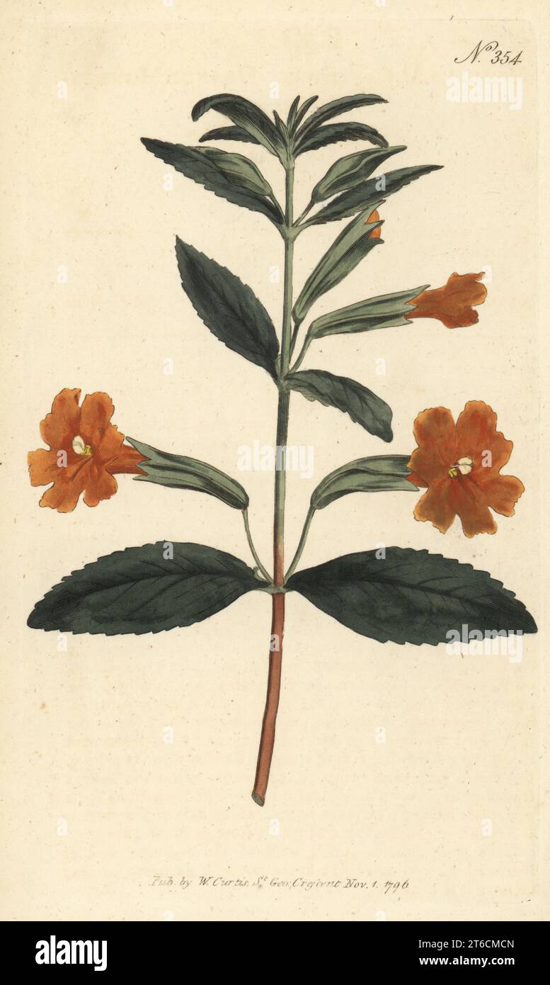 Sticky Affenblume oder Orange Buschaffenblume, Diplacus aurantiacus. Orangenaffenblume, Mimulus aurantiacus. Geboren in Nordamerika, eingeführt von James Colvill, Gärtnerin der Kings Road, Chelsea. Handkolorierter Kupferstich nach einer botanischen Illustration aus William Curtis's Botanical Magazine, Stephen Couchman, London, 1796. Stockfoto
