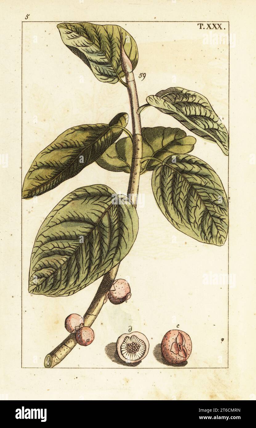 Banyan Feigenzweig mit Frucht, Ficus benghalensis. Handkolorierter Kupferstich einer botanischen Illustration aus Gottlieb Tobias Wilhelms Unterhalten aus der Naturgeschichte, Wien, 1816. Stockfoto