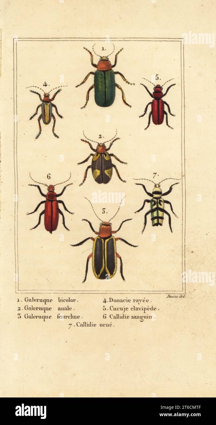 Blattkäfer, Galeruca Art 1, Aulacophora analis 2, Cyclotrypema furcata 3, Donacia vittata 4, Flachrindenkäfer, Cucujus clavipes 5, Pyrrhidium sanguineum 6 und Chlorophorus varius 7. Handkolorierter Stippelstich von Pancrace Bessa aus Charles Malos Les Insectes, Louis Janet, Paris, 1820. Stockfoto