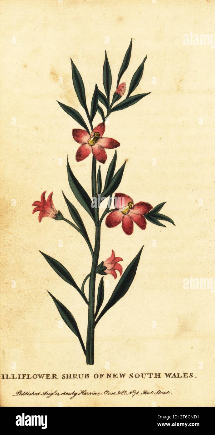 Gilliflower Strauch aus New South Wales. Unbekannte Spezies. Handkolorierter Kupferstich vermutlich nach einer Illustration des Sträflings Thomas Watling vom Naturalists Pocket Magazine, Harrison, Fleet Street, London, 1800. Stockfoto