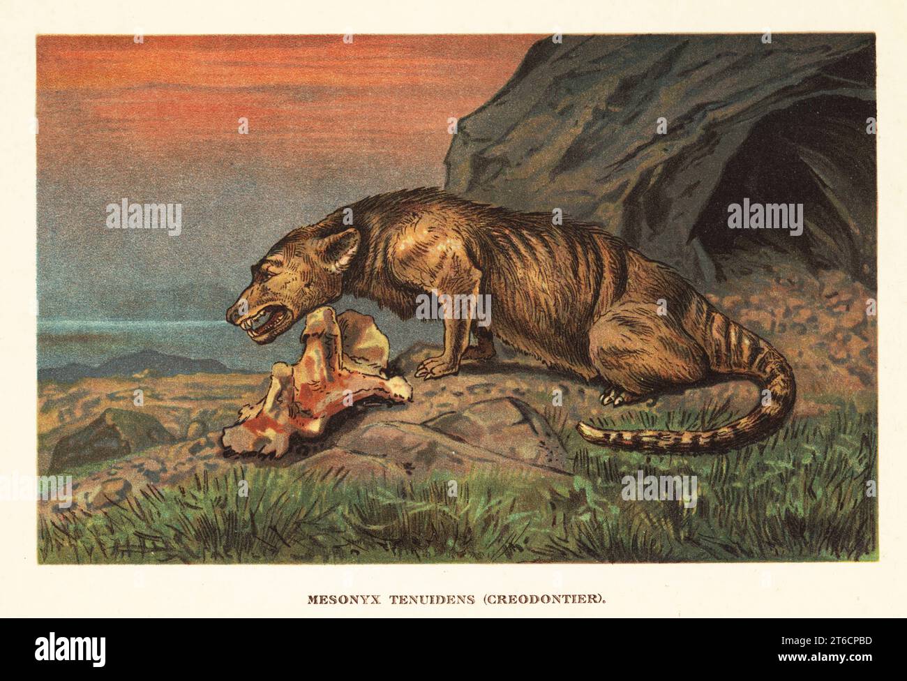 Mesonyx, ausgestorbene Gattung des mesonychiden mesonychischen Säugetieres des Eozäns. Mesonyx tenuidens, Creodontier. Farbige Illustration von F. John von Wilhelm Bolsches Tiere der Urwelt, Reichardt Cocoa Company, Hamburg, 1908. Stockfoto