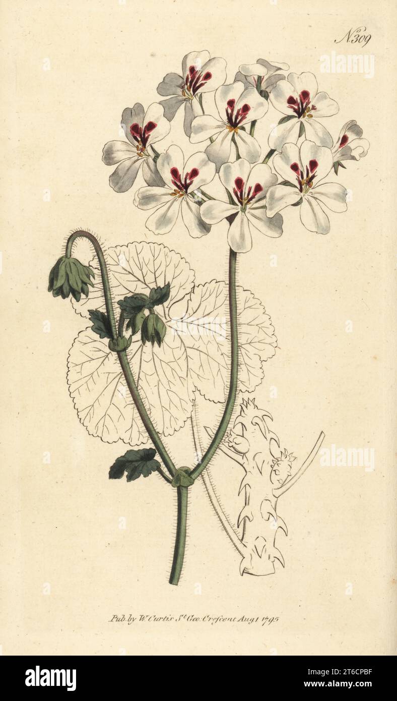 Stachelige Geranie, Pelargonium echinatum. Aus dem Kap, Südafrika, eingeführt von Mr. Colvill, Kindergärtner in der King's Road, Chelsea. Handkolorierter Kupferstich nach einer botanischen Illustration aus William Curtis's Botanical Magazine, Stephen Couchman, London, 1795. Stockfoto
