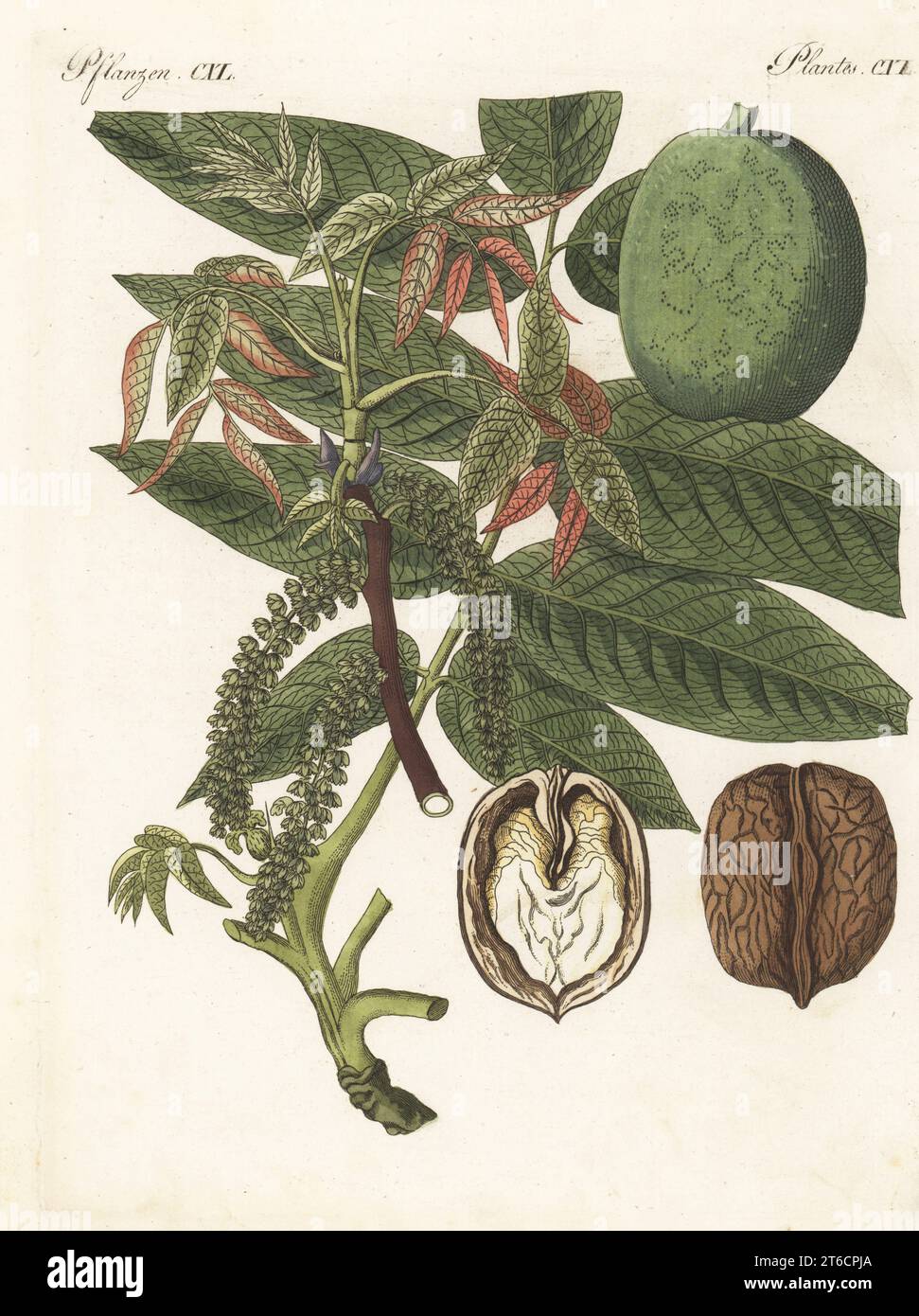 Persischer Walnuss, englischer Walnuss, Karpaten-Walnuss, Madeira-Walnussbaum oder gewöhnlicher Walnussbaum, Juglans regia. Mit Zweig, Blatt, Obst, Schnitt durch Nuss. Die Botanicals wurden von Henriette und Conrad Westermayr, F. Götz und C. Ermer gezeichnet. Handkolorierter Kupferstich aus Carl Bertuchs Bilderbuch fur Kinder, Weimar, 1813. Eine 12-bändige Enzyklopädie für Kinder, illustriert mit fast 1.200 gravierten Platten über Naturgeschichte, Wissenschaft, Kostüm, Mythologie usw., veröffentlicht von 1790-1830. Stockfoto