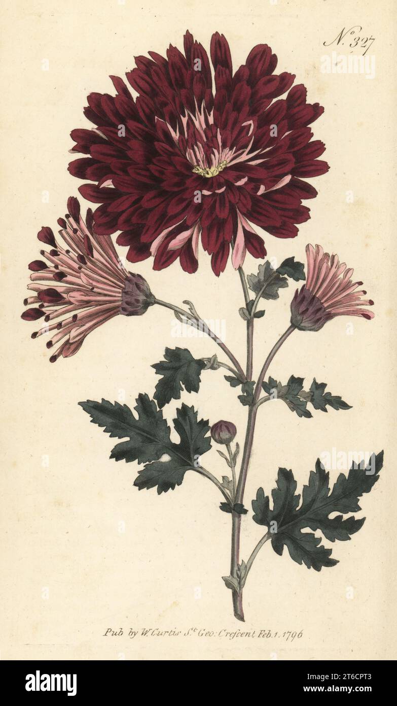 Indische Chrysantheme, Chrysantheme indicum. Geboren in Japan, eingeführt von James Colvill, Kindergärtner von King's Road, Chelsea. Handkolorierter Kupferstich nach einer botanischen Illustration aus William Curtis's Botanical Magazine, Stephen Couchman, London, 1796. Stockfoto
