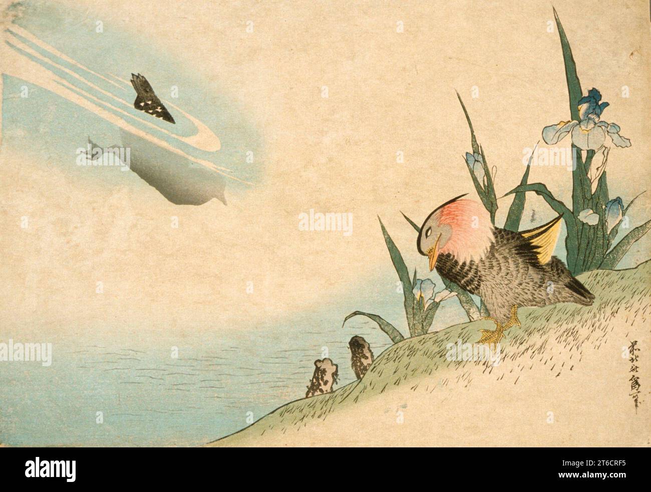 Mandarin Enten, 19. Jahrhundert. Serie: Vögel und Blumen. Wird Katsushika Hokusai zugeschrieben. Stockfoto