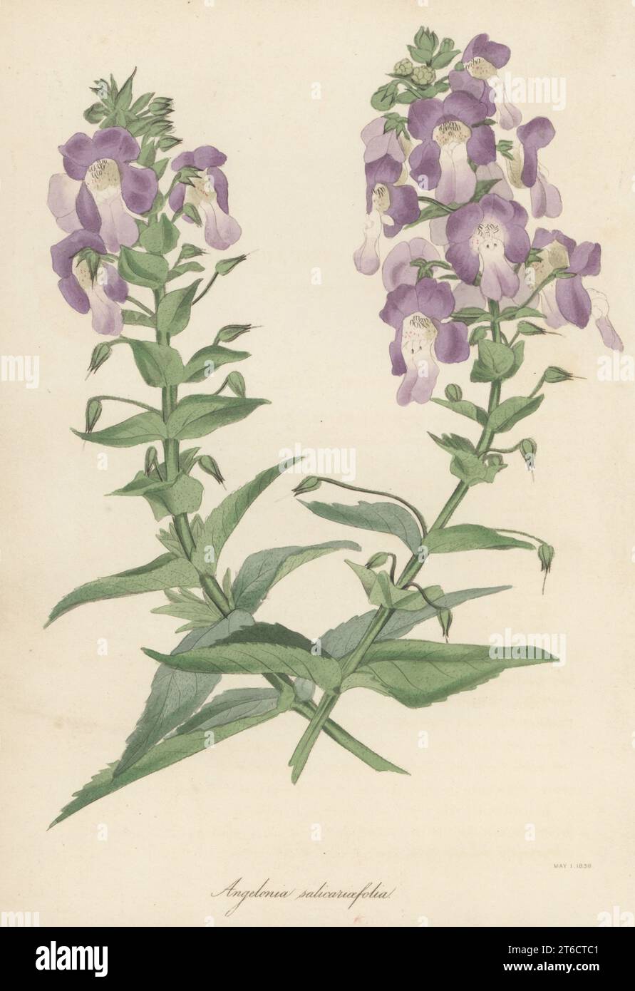 Willowleaf angelonia, Angelonia salicariifolia. Gebürtig in Südamerika, eingeführt aus Caracas, blühte 1819 in Spofforth, dem Garten des Botanikers William Herbert, Dekan von Manchester. Weidenblättrige angelonia, Angelonia salicariaefolia. Handkolorierte Lithografie aus dem Joseph Paxtons Magazine of Botany und Register of Flowering Plants, Band 5, Orr and Smith, London, 1838. Stockfoto