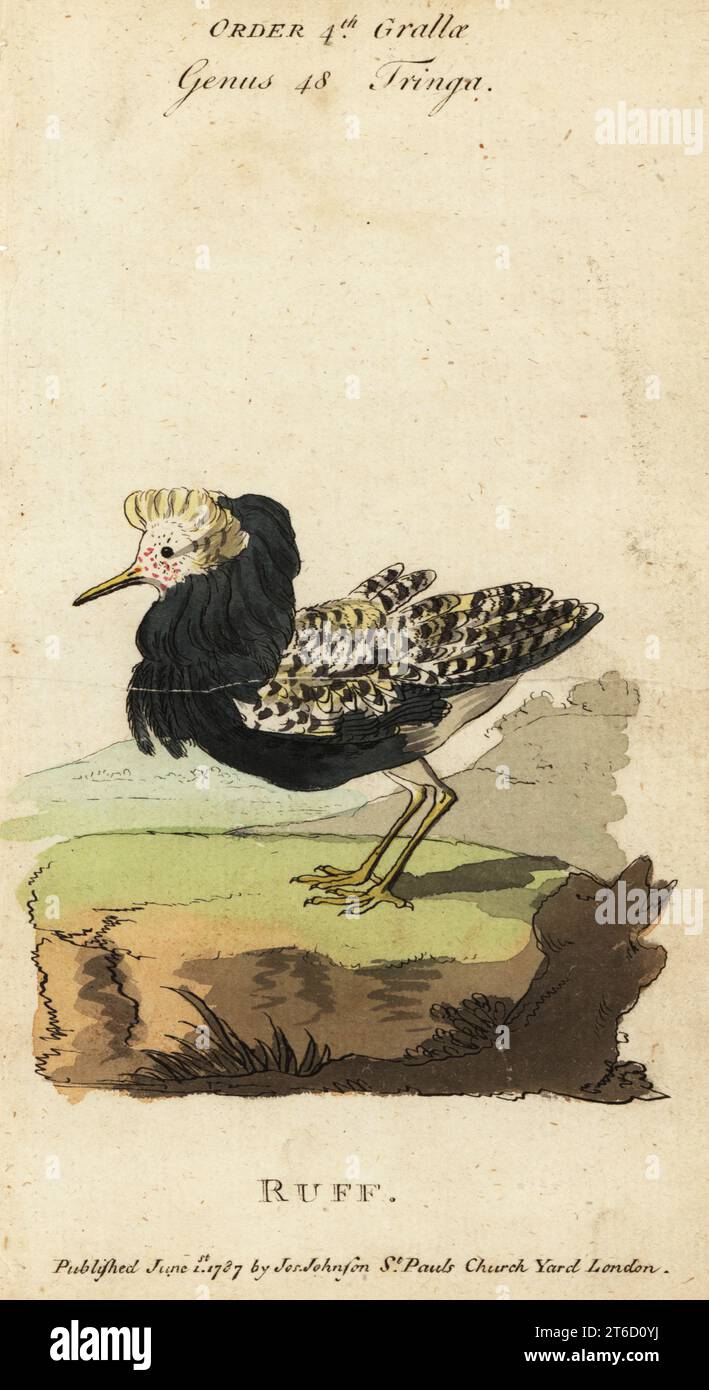 Ruff, Calidris pugnax. Handkolorierter Kupferstich aus Samuel Galton Jr.s Natural History of Birds mit einer Vielzahl von Fakten ausgewählt von mehreren Writers for the Amusement and Instruction of Children, London, Joseph Johnson, 1791. Stockfoto