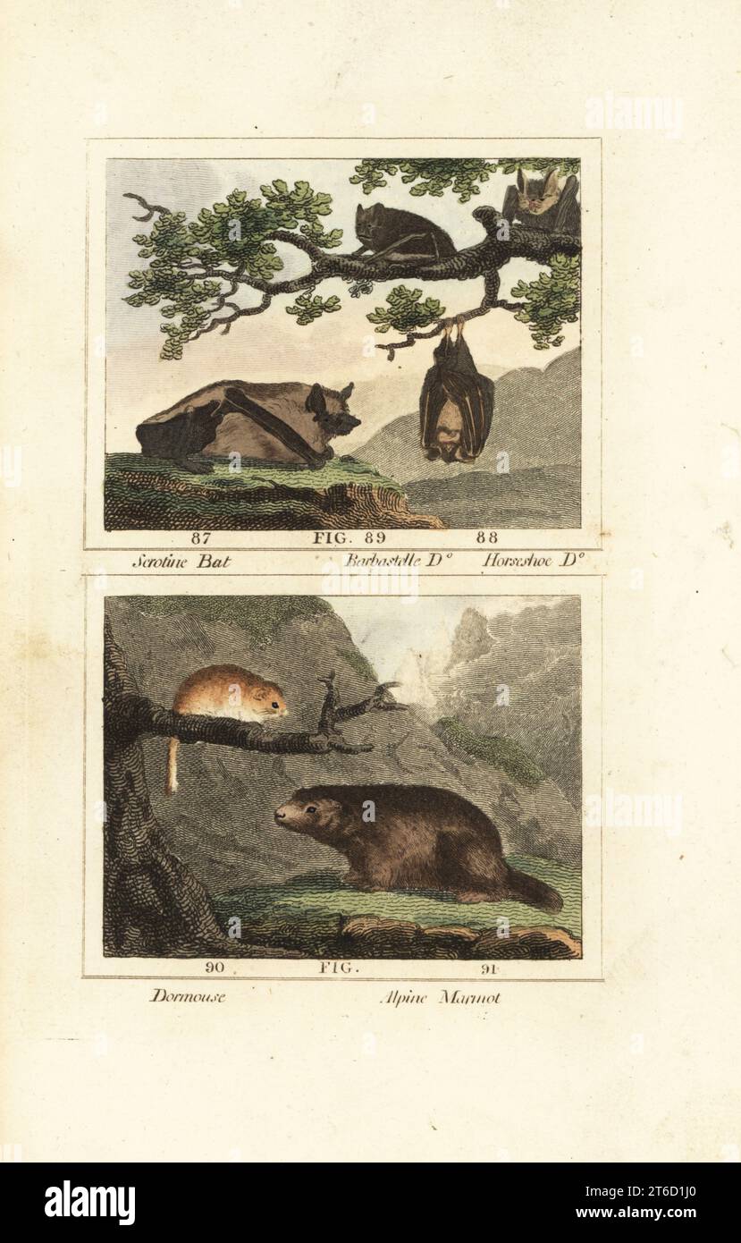 Serotinfledermaus, Eptesicus serotinus 87, Western barbastelle, Barbastella barbastellus 88, Hufeisenfledermaus, Rhinolophus ferrumequinum 89, Europäischer Fettschlaf, Glis glis 90, und alpines Murmeltier, Marmota marmota 91. Handkolorierter Kupferstich nach Jacques de Seve aus James Smith Barrs Ausgabe von Comte Buffons Natural History, A Theory of the Earth, General History of man, brate Creation, Gemüse, Mineralien, T. Gillet, h. D. Symonds, Paternoster Row, London, 1807. Stockfoto