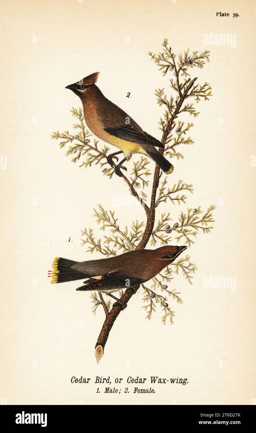 Cedar Wachsflügel, Bombycilla Cedrorum Cedar Vogel oder Cedar Wachsflügel, männlich 1, weiblich 2. Chromolithographie nach einer ornithologischen Illustration von John James Audubon aus dem Benjamin Harry Warrens Report on the Birds of Pennsylvania, E.K. Mayers, Harrisburg, 1890. Stockfoto
