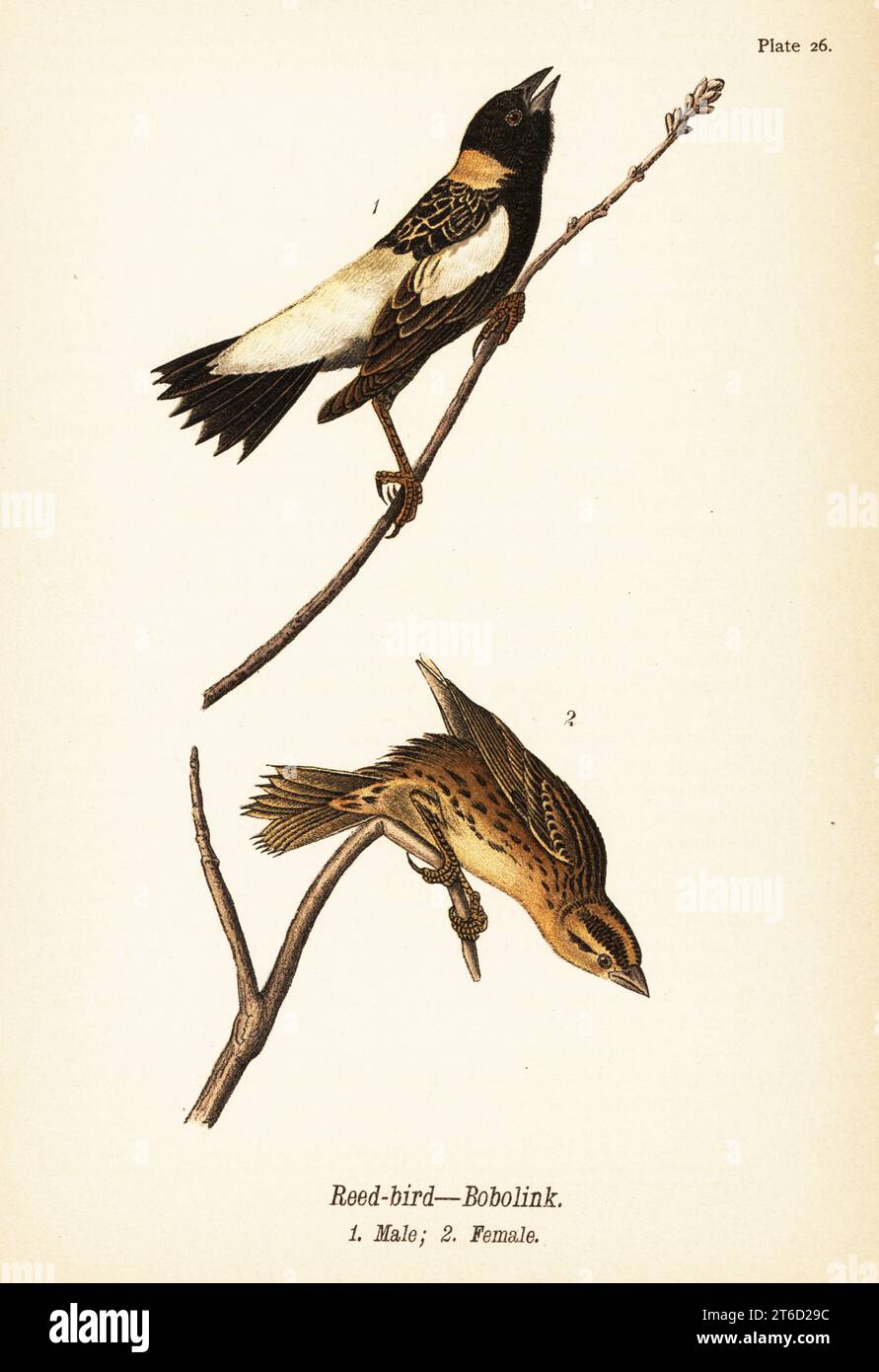 Schilfvogel oder Bobolink, Dolichonyx oryzivorus, männlich 1, weiblich 2. Chromolithographie nach einer ornithologischen Illustration von John James Audubon aus dem Benjamin Harry Warrens Report on the Birds of Pennsylvania, E.K. Mayers, Harrisburg, 1890. Stockfoto
