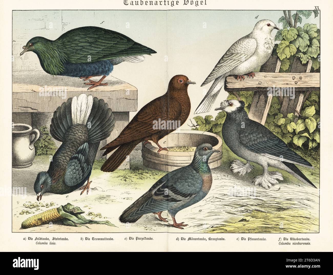 Naturgeschichte der tierwelt -Fotos und -Bildmaterial in hoher ...