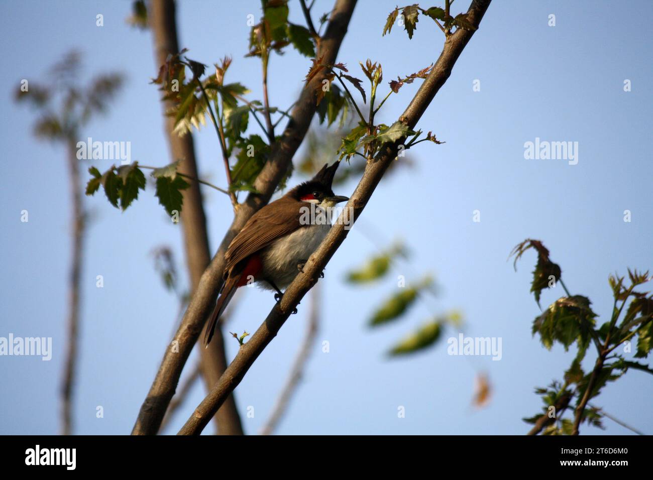 Rothurriger Bulbul (Pycnonotus jocosus) auf einem Baum : (Bild Sanjiv Shukla) Stockfoto