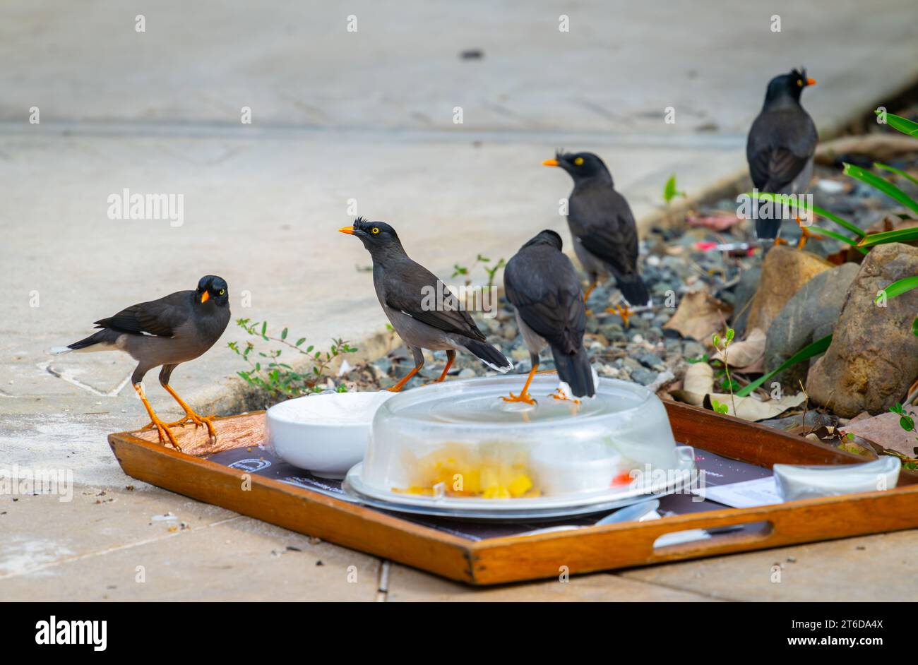 Fünf Dschungel-Myna-Vögel plündern ein Hoteltablett auf der Suche nach Essensresten Stockfoto