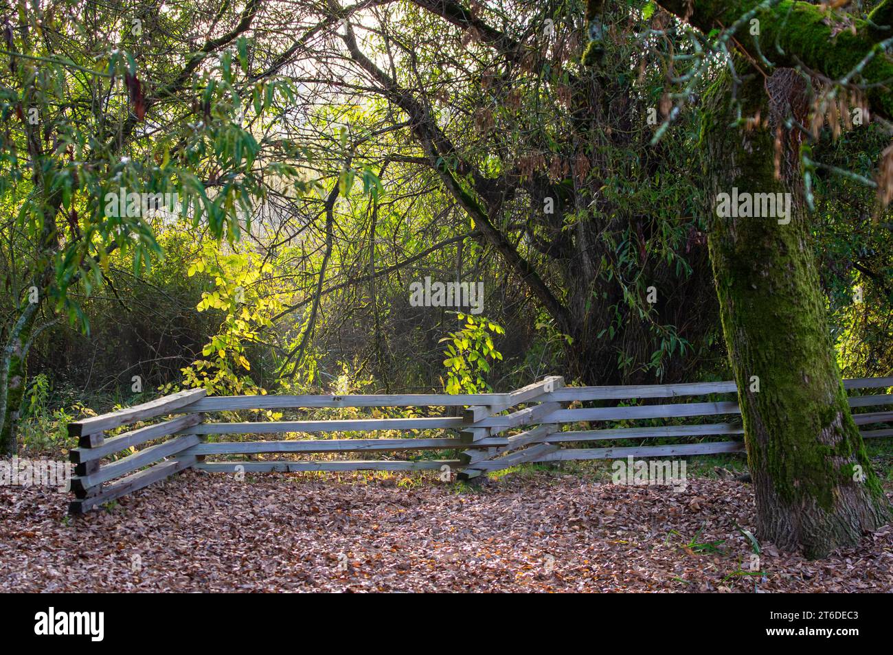 Eine ruhige Ecke mit herabfallenden herbstlichen Blättern auf dem Boden, einem Holzzaun, einem moosbedeckten Baum und Bäumen und Büschen im Hintergrund in Forelle L Stockfoto
