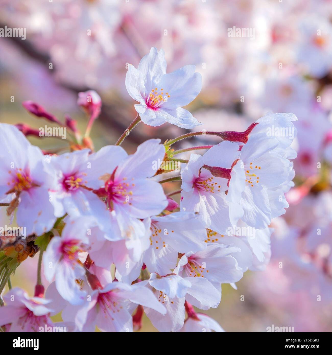 Kyoto, Japan - 1. April 2023: Präfekturaler Uji Park mit voller Kirschblüte ist das Symbol der Stadt Uji mit schöner Landschaft der Stadt und PR Stockfoto