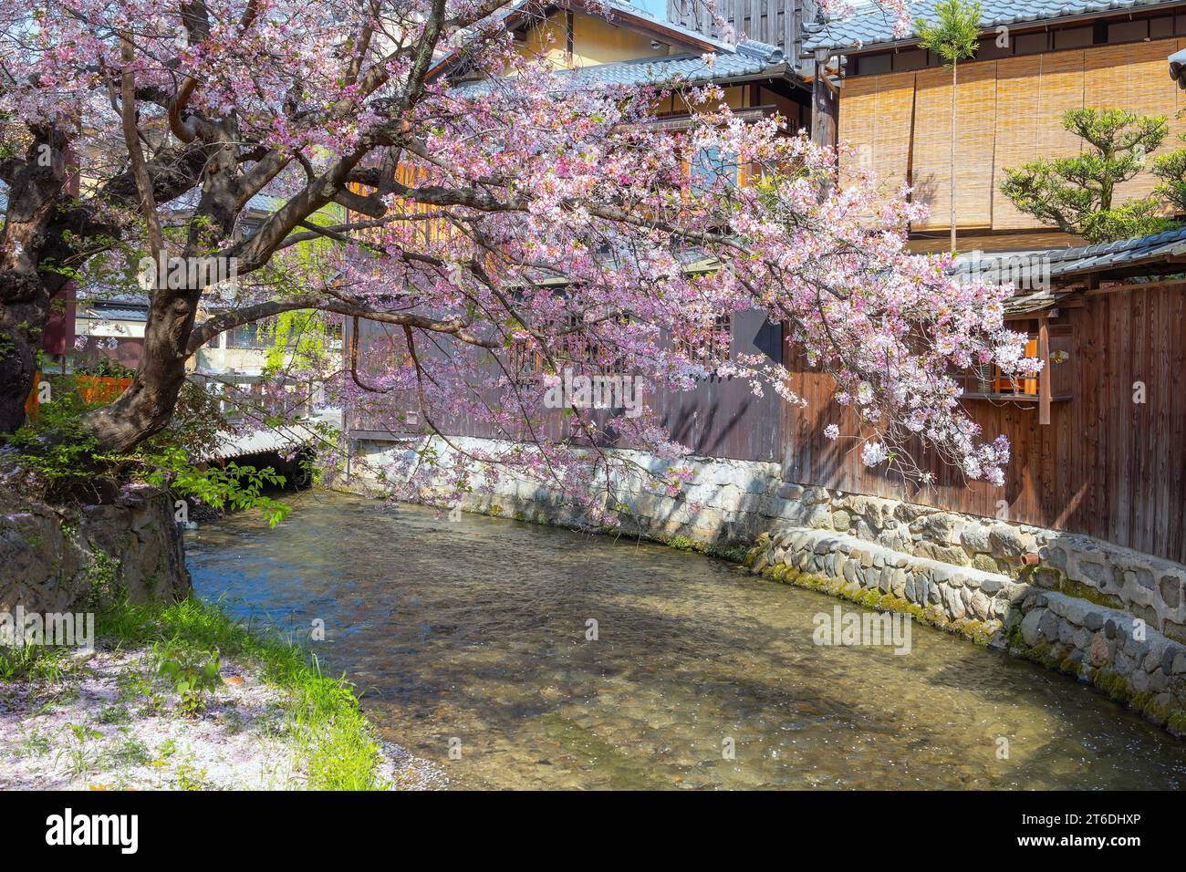 Kyoto, Japan - 2. April 2023: Shinbashi dori ist der Ort, an dem Gion-Ochaya Teehäuser nebeneinander auf der Straße stehen, verbunden mit dem Betrieb von Shir Stockfoto