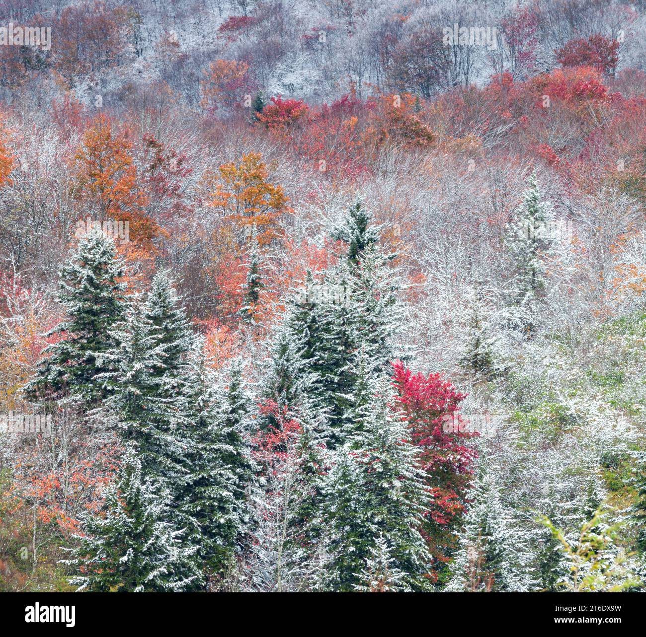 Herbst und Winter im Pisgah National Forest im Westen von North Carolina Stockfoto