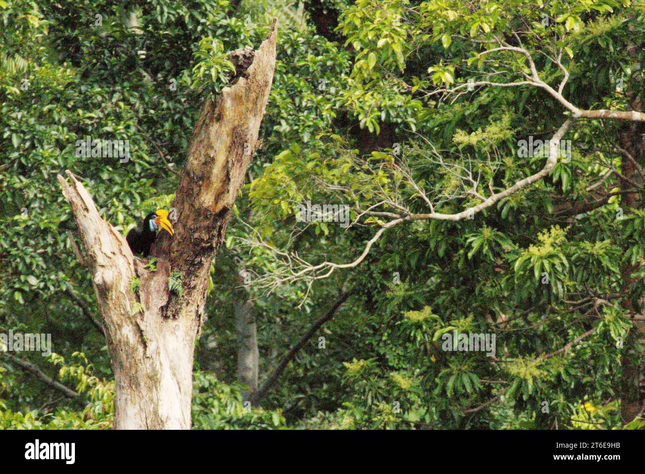 Ein Noppenhornschnabel (Rhyticeros cassidix), weibliches Individuum, sitzt auf einem toten Baum in einem Regenwaldgebiet in der Nähe von Mount Tangkoko und Duasudara in Bitung, Nord-Sulawesi, Indonesien. Hornbill spielt aufgrund seiner Fähigkeit als Saatgutausbreitungsmittel eine wichtige Rolle bei der Waldregeneration und bei der Erhaltung der Dichte großer Bäume, während gleichzeitig ein gesunder Regenwald durch seine kohlenstoffabsorbierende Rolle bei der Bekämpfung des Klimawandels wichtig ist. "Tropische Wälder mit hoher Integrität entfernen und speichern schätzungsweise 3,6 Milliarden Tonnen CO2 pro Jahr (netto) aus der Atmosphäre", so... Stockfoto