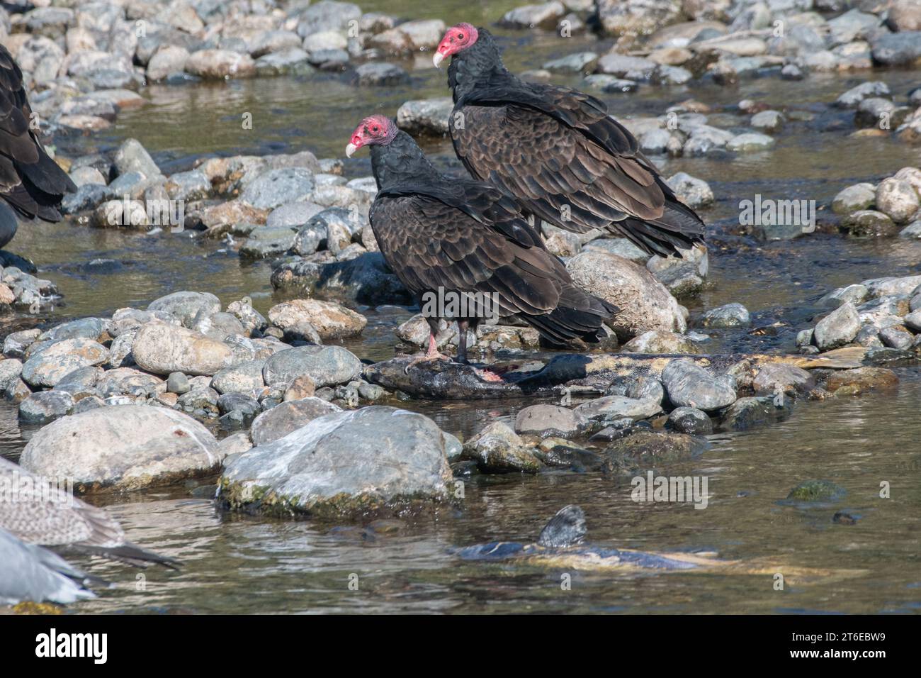 Putengeier (Cathartes aura) fressen und fressen toten chinook-Lachs am Ufer eines kalifornischen Flusses. Stockfoto