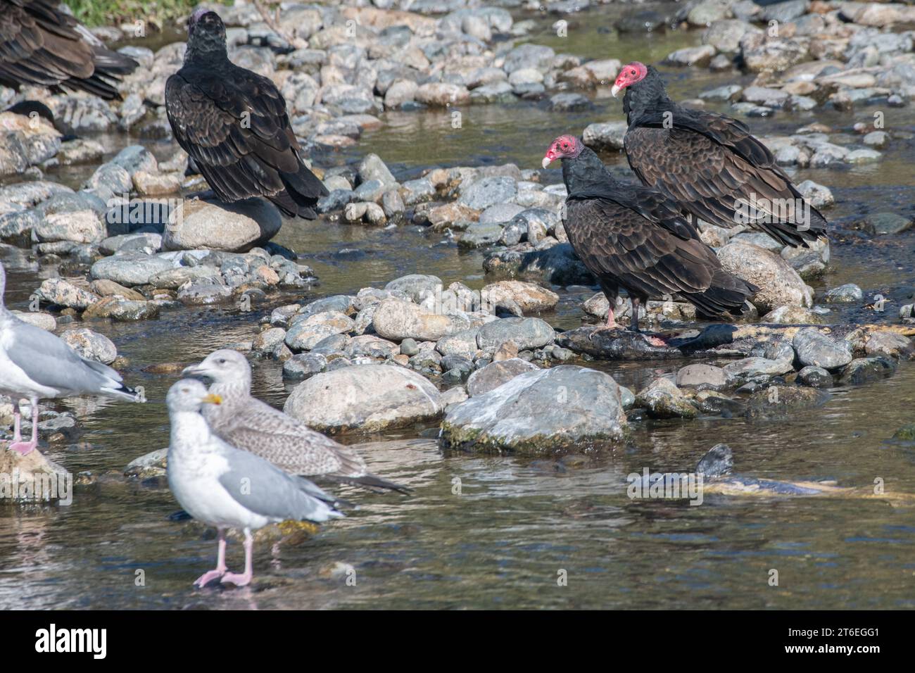 Putengeier (Cathartes aura) fressen und fressen toten chinook-Lachs am Ufer eines kalifornischen Flusses. Stockfoto